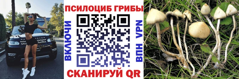 Псилоцибиновые грибы Psilocybe  Георгиевск 